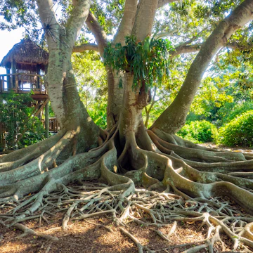 Marie Selby Botanical Gardens is a 15-acre (6.1 ha) botanical garden located at 900 South Palm Avenue in Sarasota, Florida.