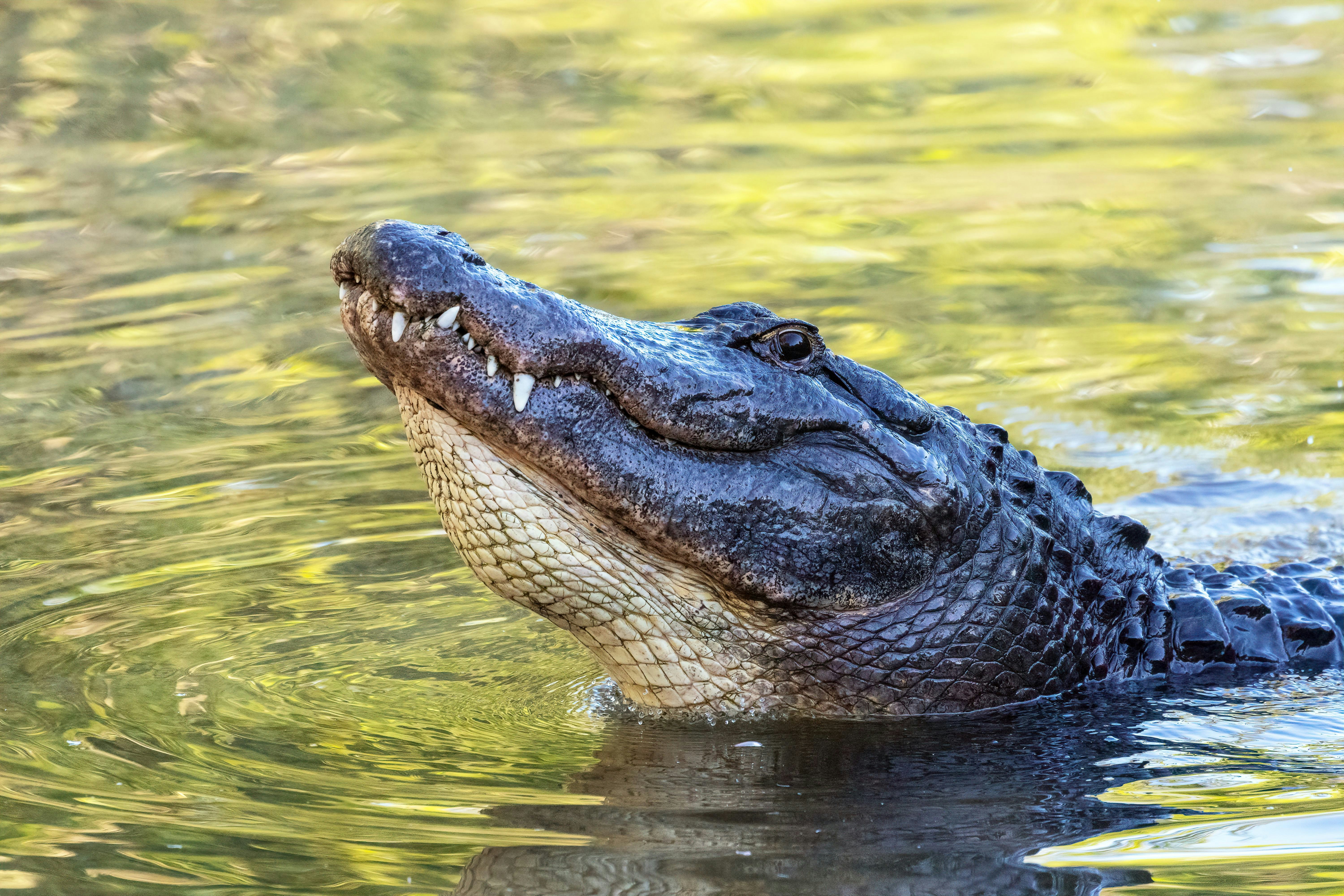 Alligator (Alligator mississippiensis) at the Alligator Farm in St. Augustine, Florida.; Shutterstock ID 1411761494; your: Bridget Brown; gl: 65050; netsuite: Online Editorial; full: POI Image Update