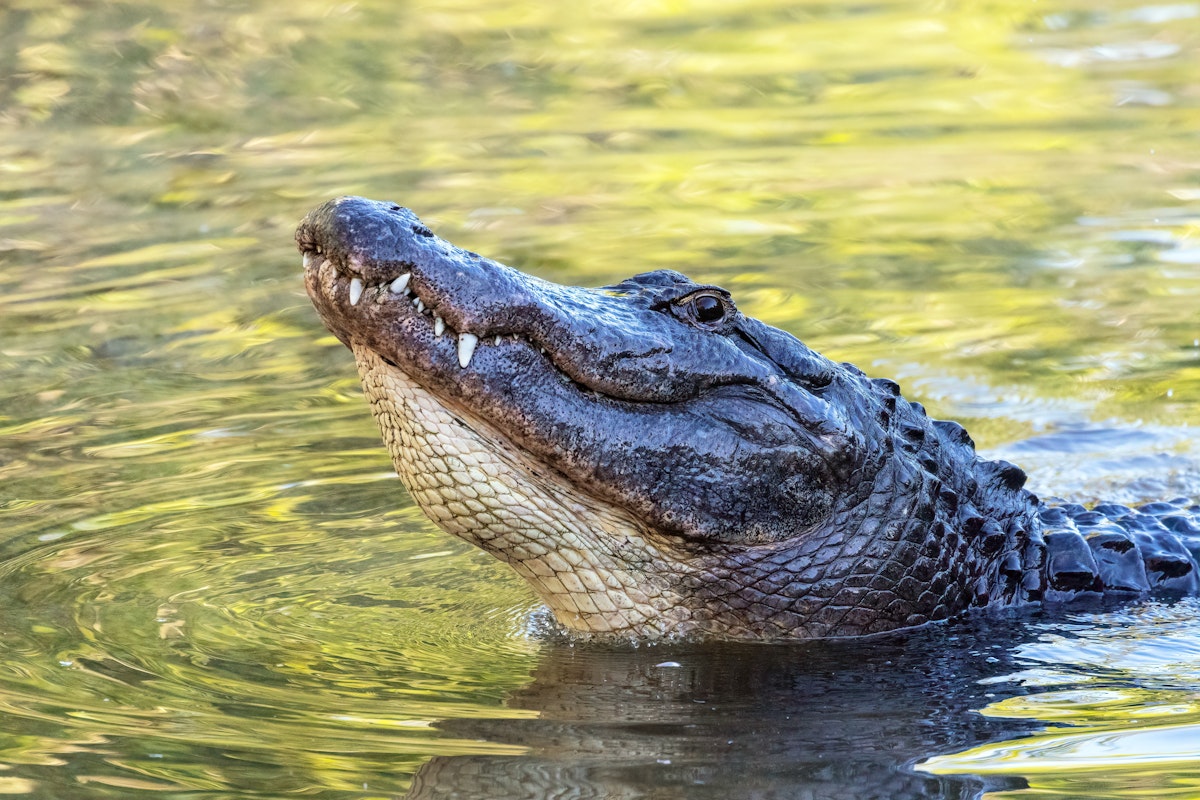 Alligator (Alligator mississippiensis) at the Alligator Farm in St. Augustine, Florida.; Shutterstock ID 1411761494; your: Bridget Brown; gl: 65050; netsuite: Online Editorial; full: POI Image Update