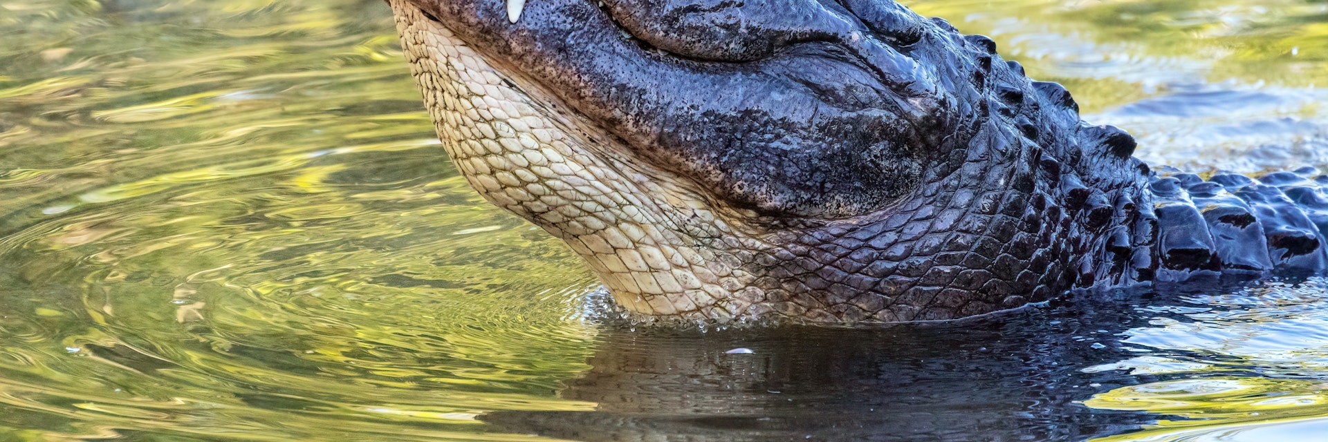 Alligator (Alligator mississippiensis) at the Alligator Farm in St. Augustine, Florida.; Shutterstock ID 1411761494; your: Bridget Brown; gl: 65050; netsuite: Online Editorial; full: POI Image Update