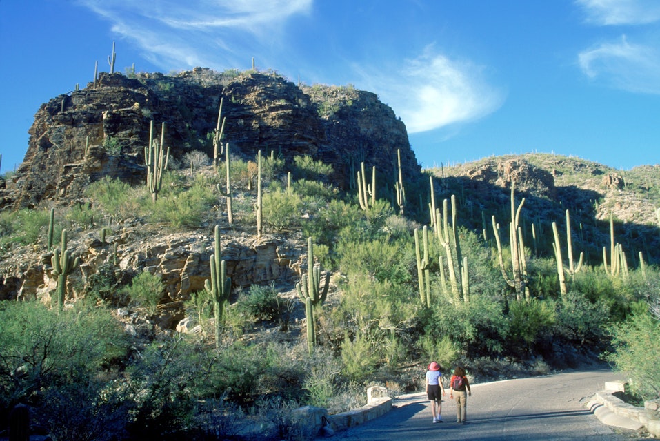 Women walking on road below saguaro cacti, Sabino Canyon, Tucson, AZ - stock photo
