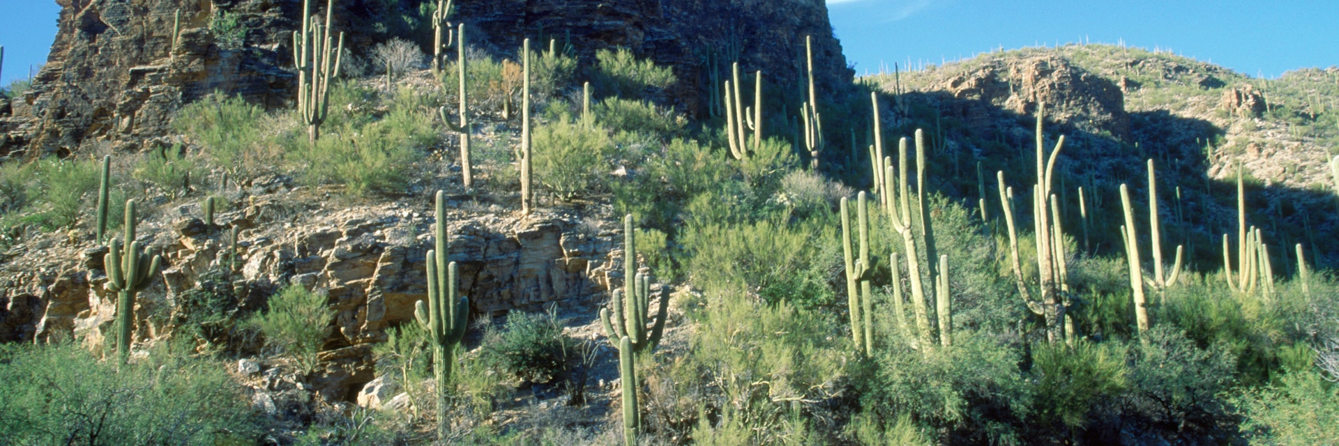 Women walking on road below saguaro cacti, Sabino Canyon, Tucson, AZ - stock photo
