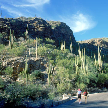Women walking on road below saguaro cacti, Sabino Canyon, Tucson, AZ - stock photo