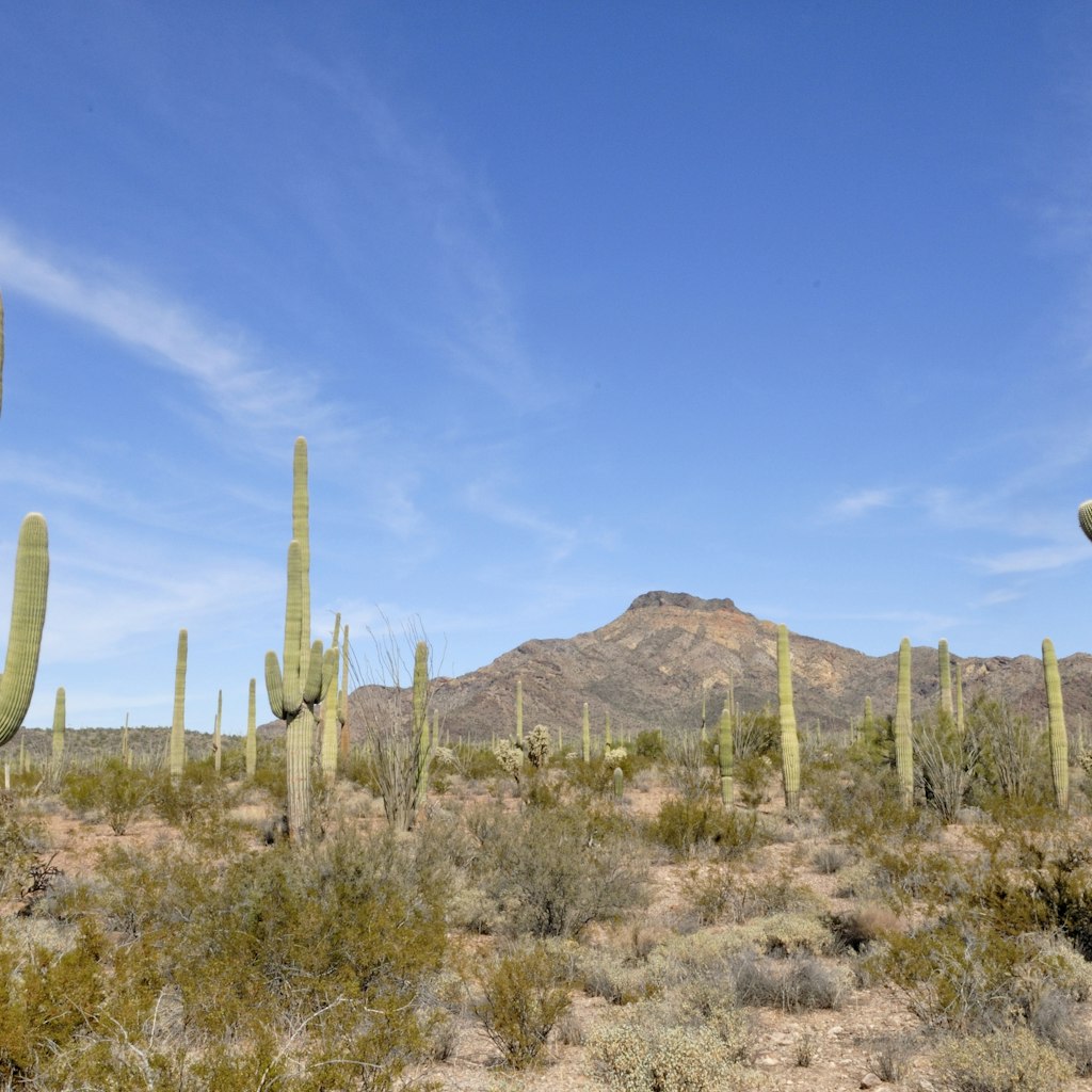Saguaros (Carnegiea gigantea), cacti, in the evening sun, Catalina State Park, Tucson, Arizona, USA - stock photo