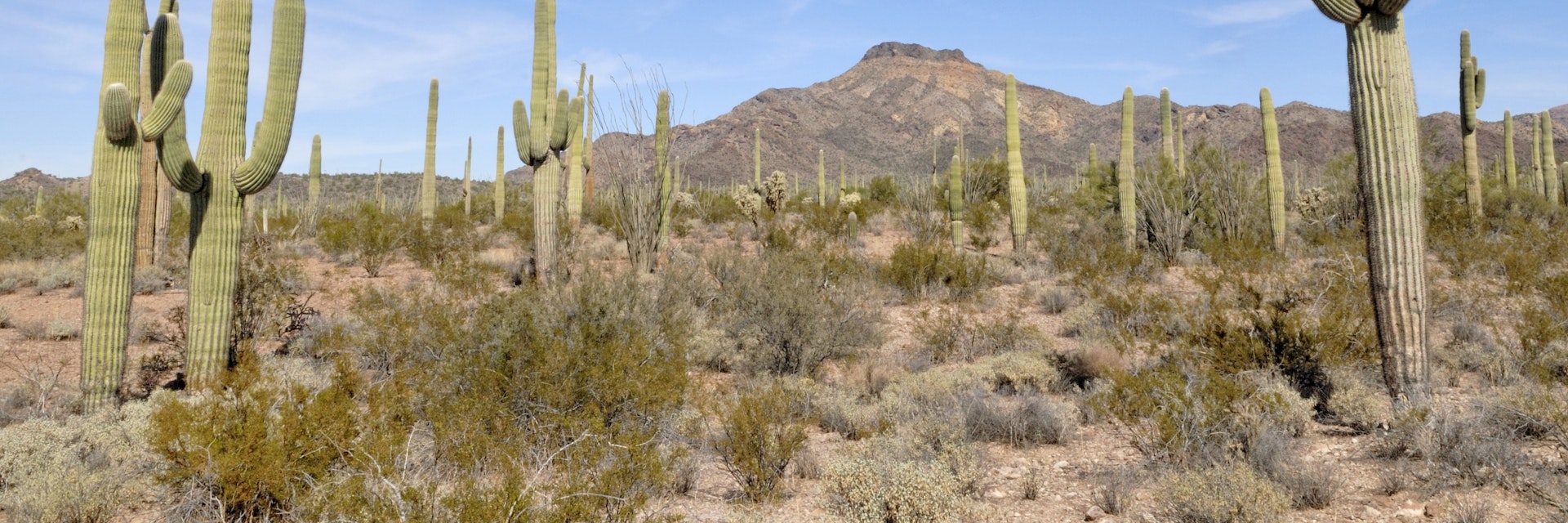 Saguaros (Carnegiea gigantea), cacti, in the evening sun, Catalina State Park, Tucson, Arizona, USA - stock photo