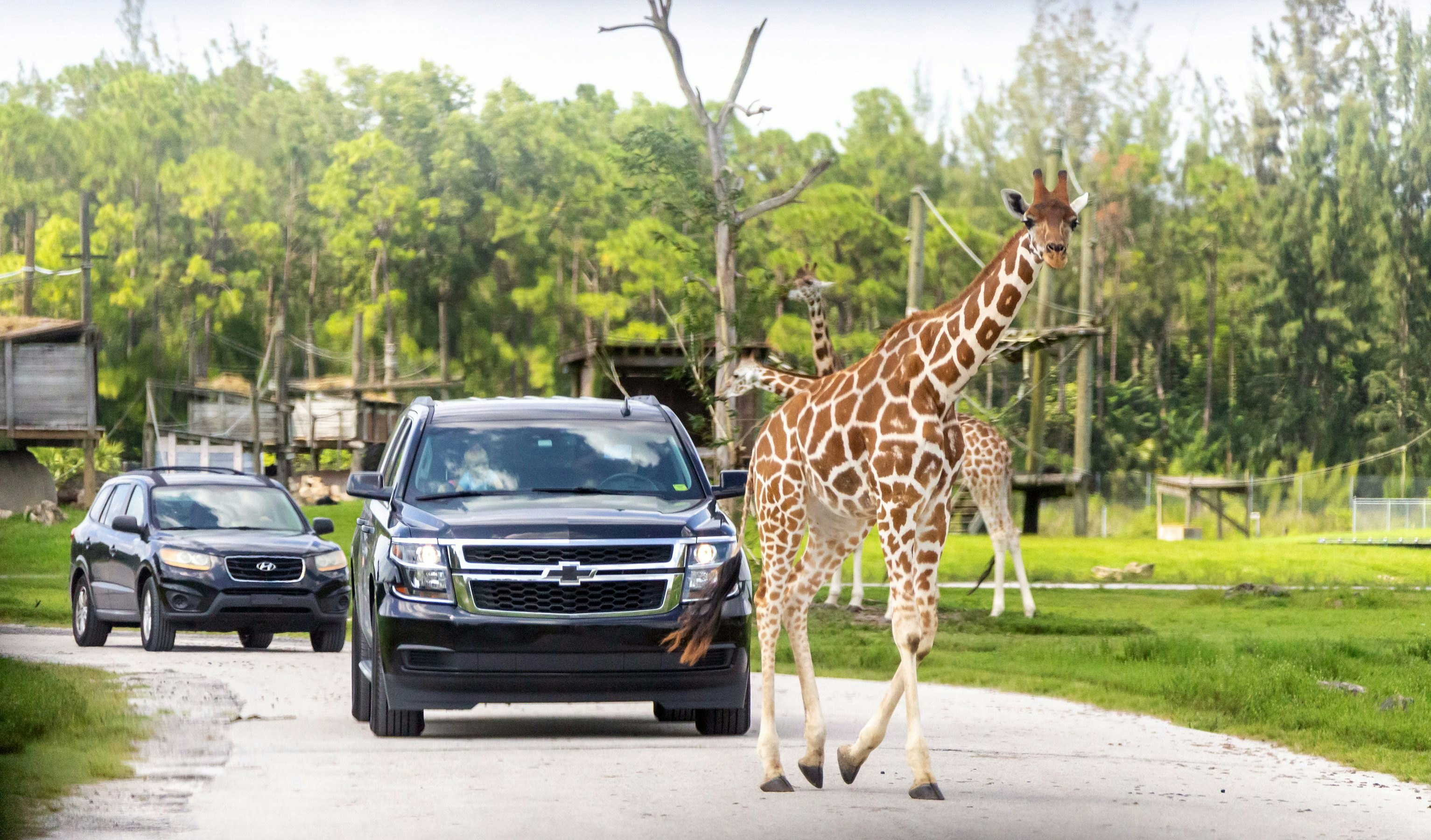 Florida, USA - September 19, 2019: Lion Country Safari drive through park in West Palm Beach Florida. Cars driving near giraffes in cage free animal zoo
