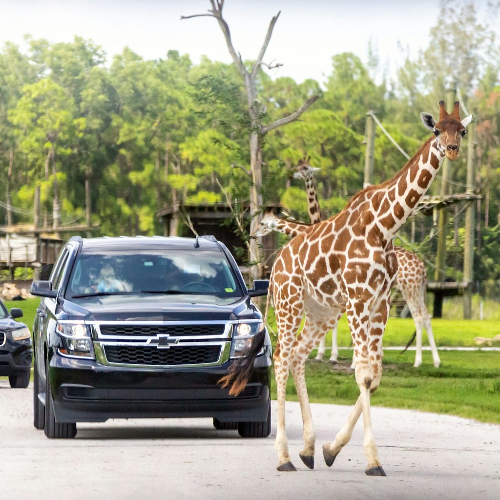 Florida, USA - September 19, 2019: Lion Country Safari drive through park in West Palm Beach Florida. Cars driving near giraffes in cage free animal zoo