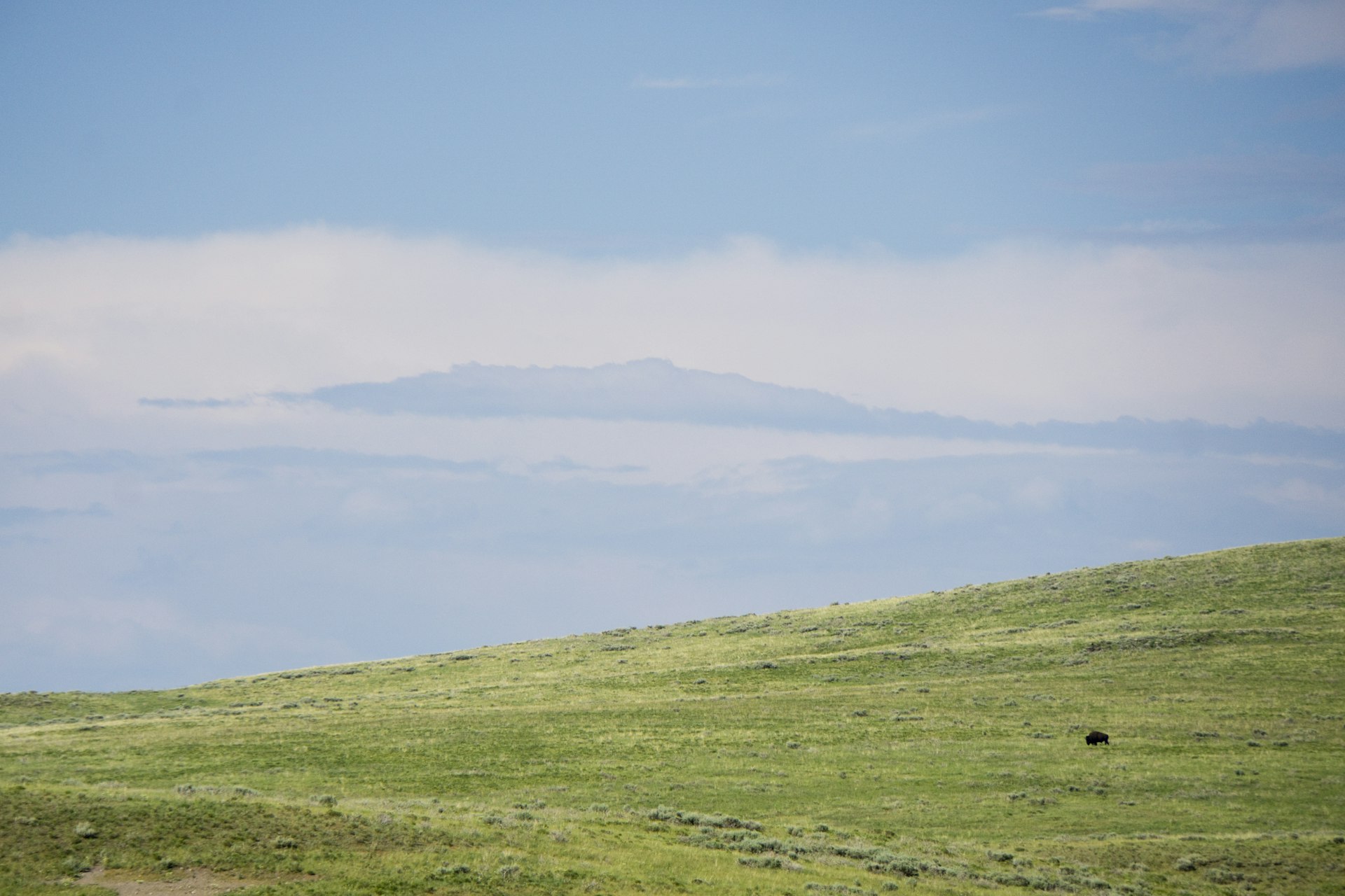 Bison in a field, Yellowstone National Park