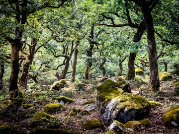cork oaks in the andalusian countryside. "Bosque de la niebla, Parque de los alcornocales", Algeciras, Andalusia, Spain, Europe