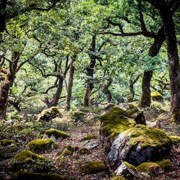 cork oaks in the andalusian countryside. "Bosque de la niebla, Parque de los alcornocales", Algeciras, Andalusia, Spain, Europe