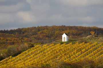 Autumn vineyard near Hnanice, Znojmo region, Southern Bohemia, Czech Republic