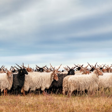 Racka sheep Hortobagy National Park, Hungary