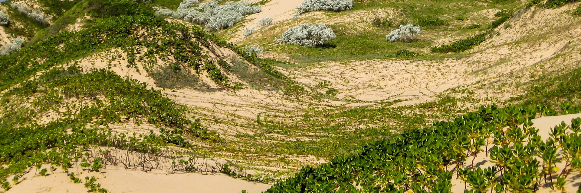 Dunes in the back beach covered with Beach bean, Gullfeed and other halophyte vegetation on the Indian Ocean side on KaNyaka Island, in Southern Mozambique