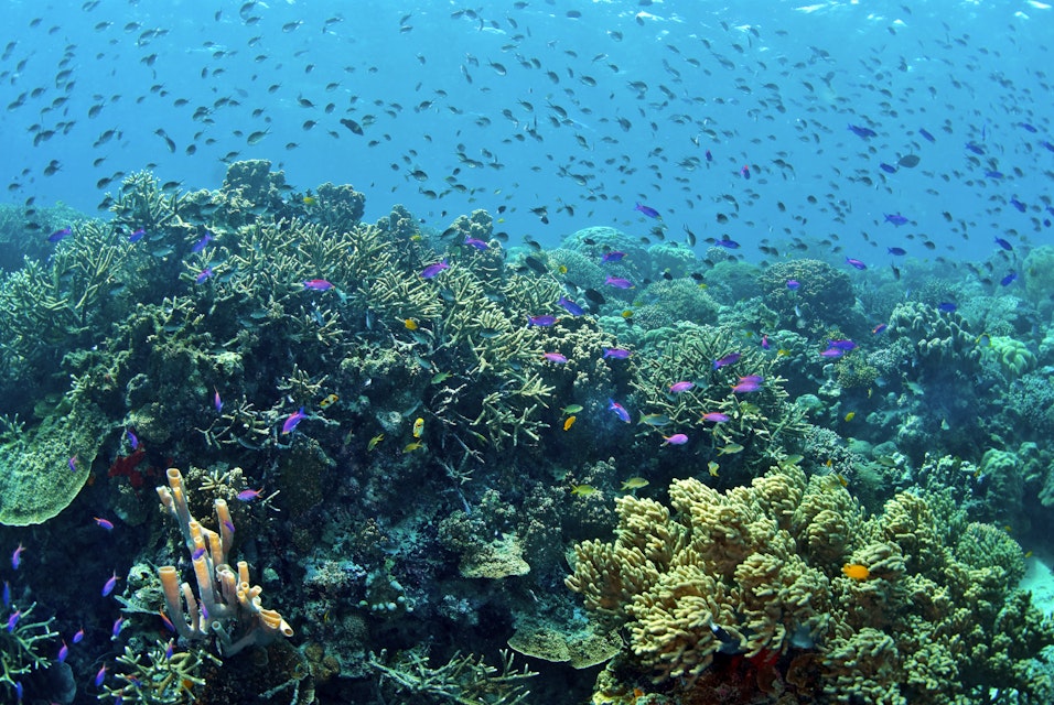 Clouds of reef fish over coral reef, Bunaken National Marine Park ,Sulawesi, Indonesia