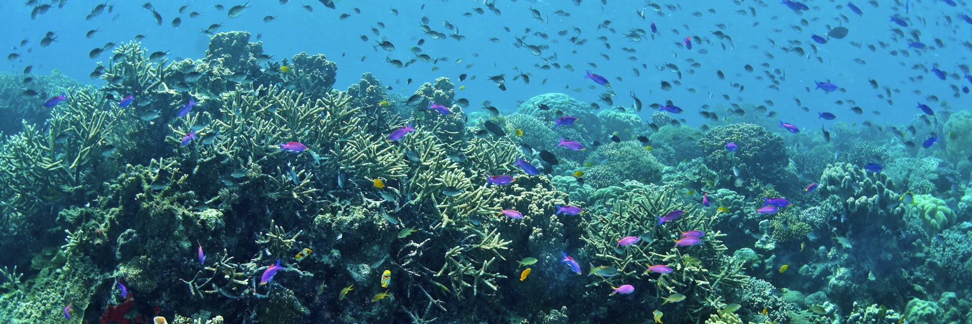 Clouds of reef fish over coral reef, Bunaken National Marine Park ,Sulawesi, Indonesia