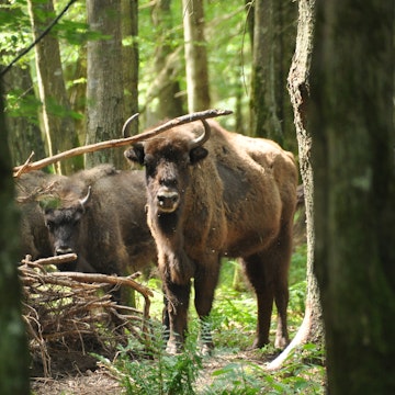 European bison in the forest in the Biaowieza Primeval Forest. The largest species of mammal found in Europe. Ungulates living in herds. Endangered species.