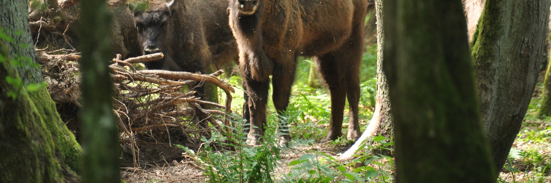 European bison in the forest in the Biaowieza Primeval Forest. The largest species of mammal found in Europe. Ungulates living in herds. Endangered species.