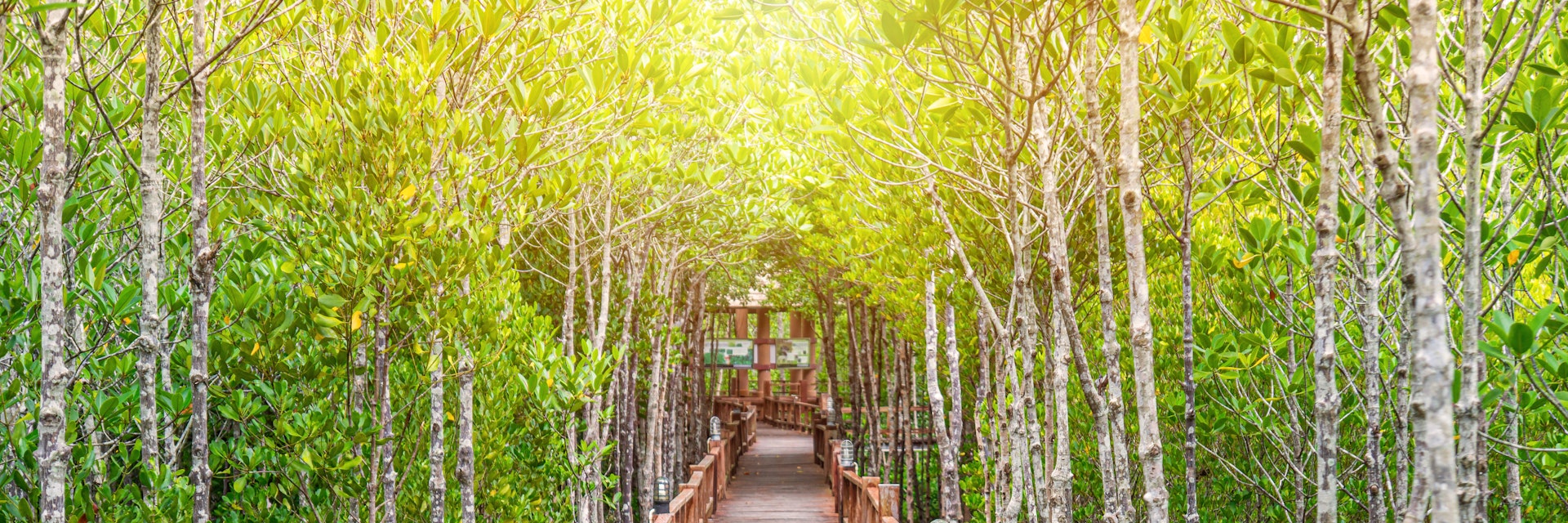 It is for nature walks to study coastal plants and animals in Thailand