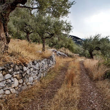 Olive trees in Calamata after rein