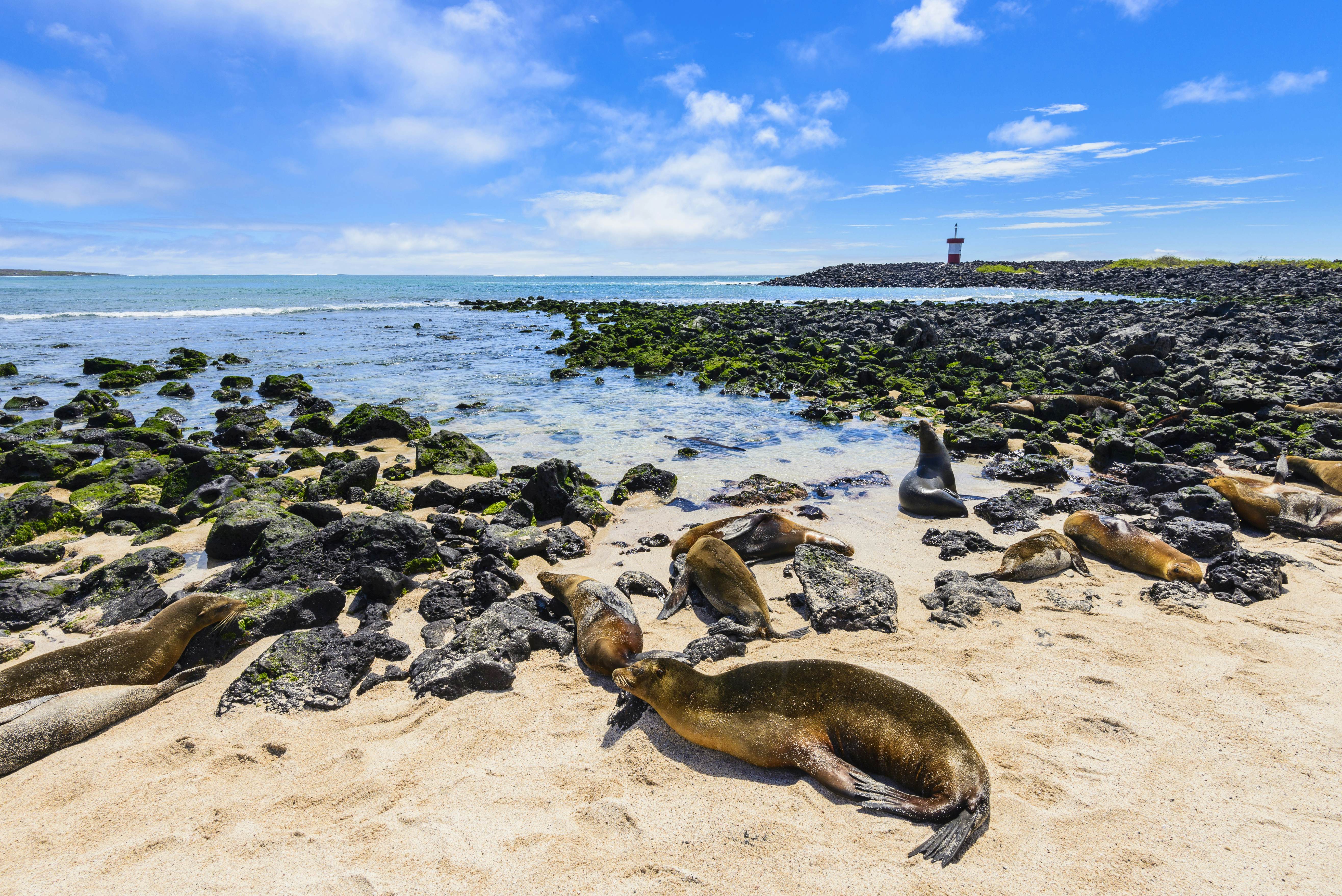 Galápagos