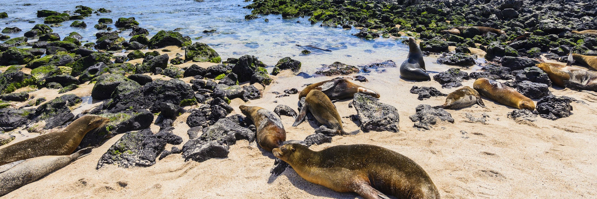 Fur seals at Punta Carola beach, Galapagos islands (Ecuador)