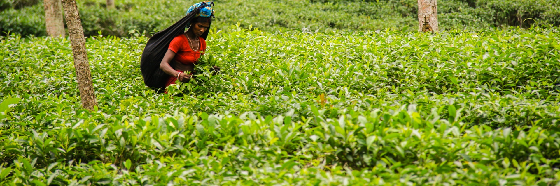 Srimangal, Bangladesh - May 24, 2013: A tea picker at work in a tea plantation in Srimangal, which is regarded as the tea capital of Bangladesh.