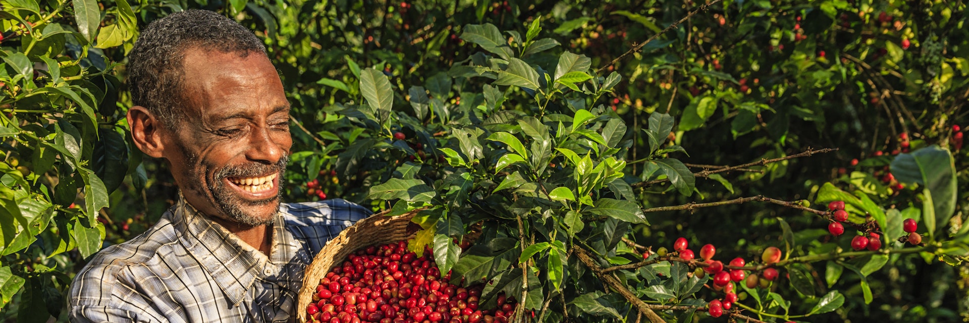 African man collecting coffee berries from a coffee plant, Ethiopia, Africa. There are several species of Coffea - the coffee plant. The finest quality of Coffea being Arabica, which originated in the highlands of Ethiopia. Arabica represents almost 60% of the world’s coffee production..