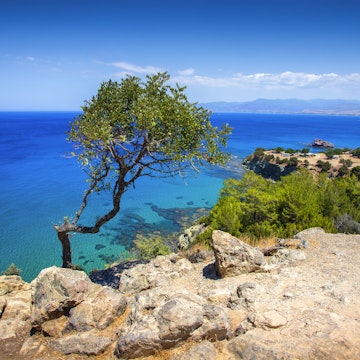 view of lonely tree and sea on Akamas peninsula, Cyprus