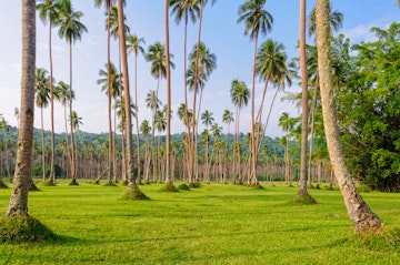 Manicured lawn and rows of coconut palm trees - Espiritu Santo, Vanuatu