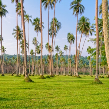 Manicured lawn and rows of coconut palm trees - Espiritu Santo, Vanuatu
