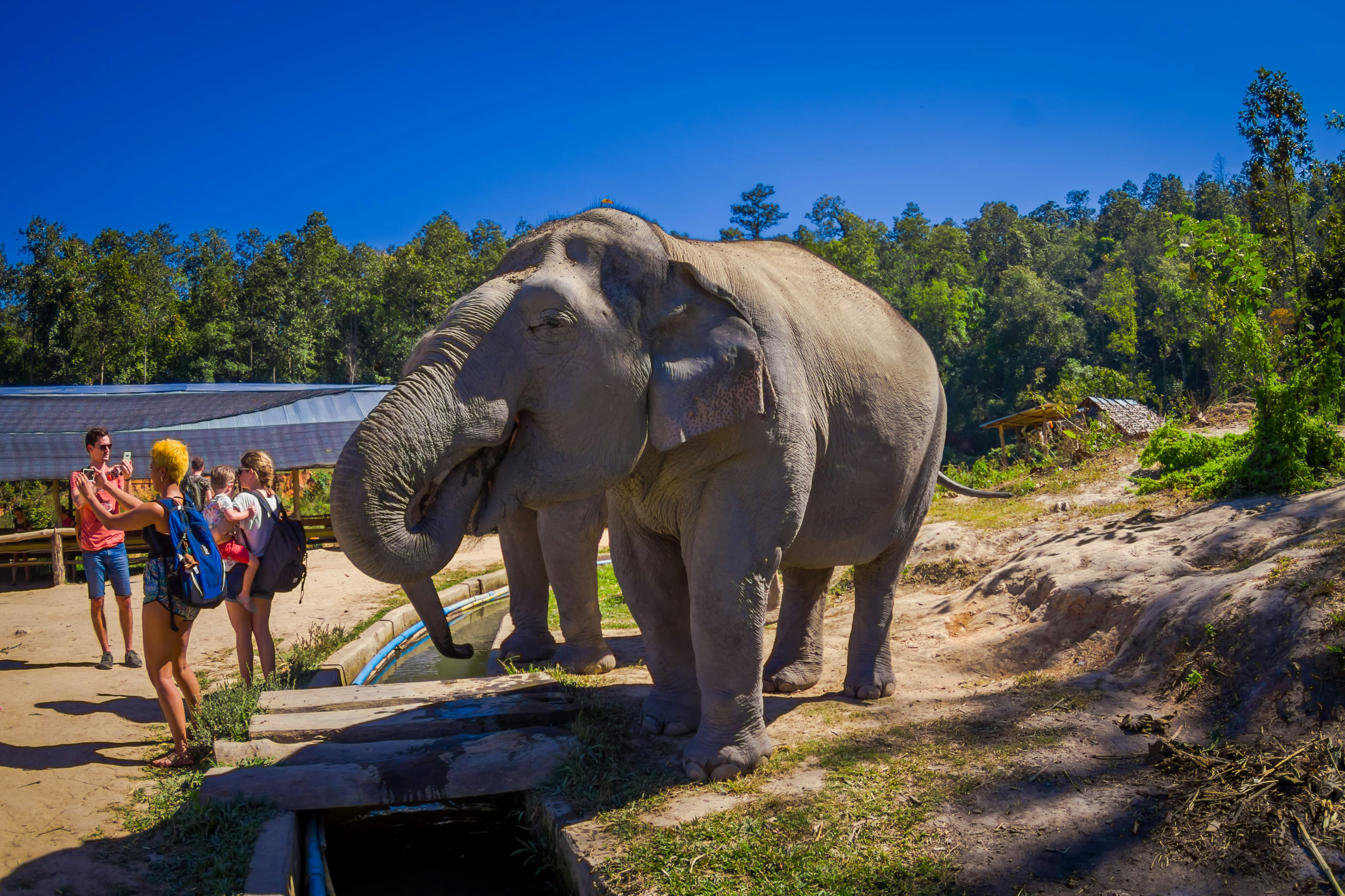 Travelers taking pictures with elephants at a Jungle Sanctuary in Chiang Mai