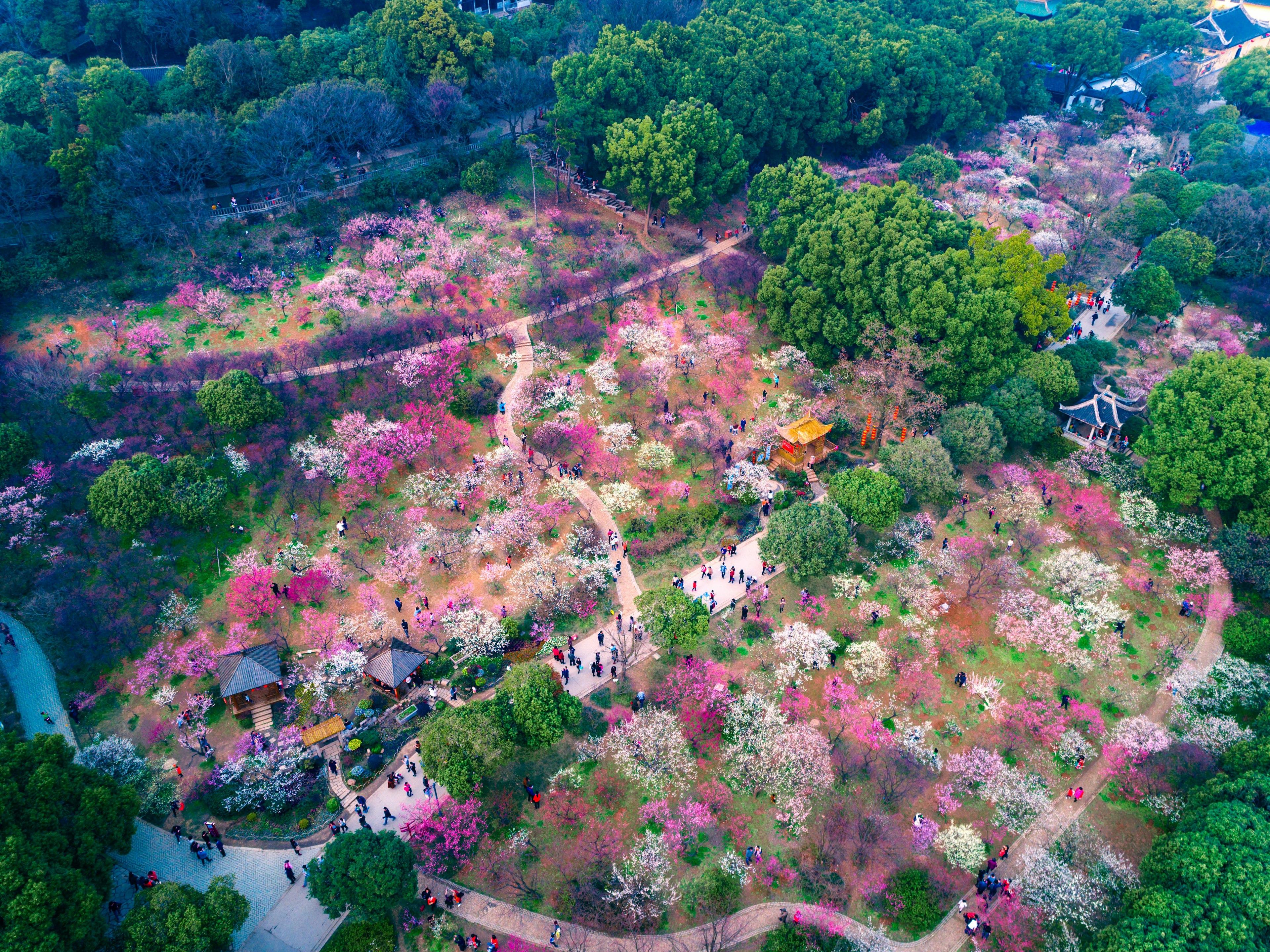 April 13, 2017: Aerial of Cherry Blossom (Sakura flower) Festival during Spring at Yeouido park.