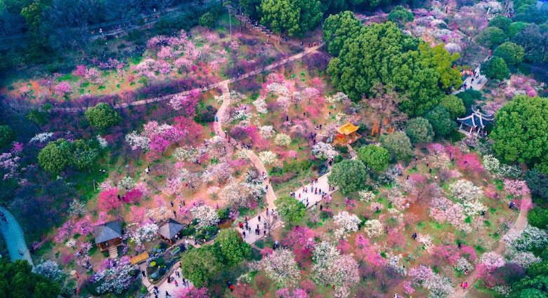 April 13, 2017: Aerial of Cherry Blossom (Sakura flower) Festival during Spring at Yeouido park.