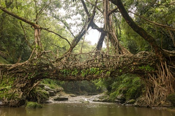 Living roots bridge near Riwai village. This bridge is formed by training tree roots over years to knit together.