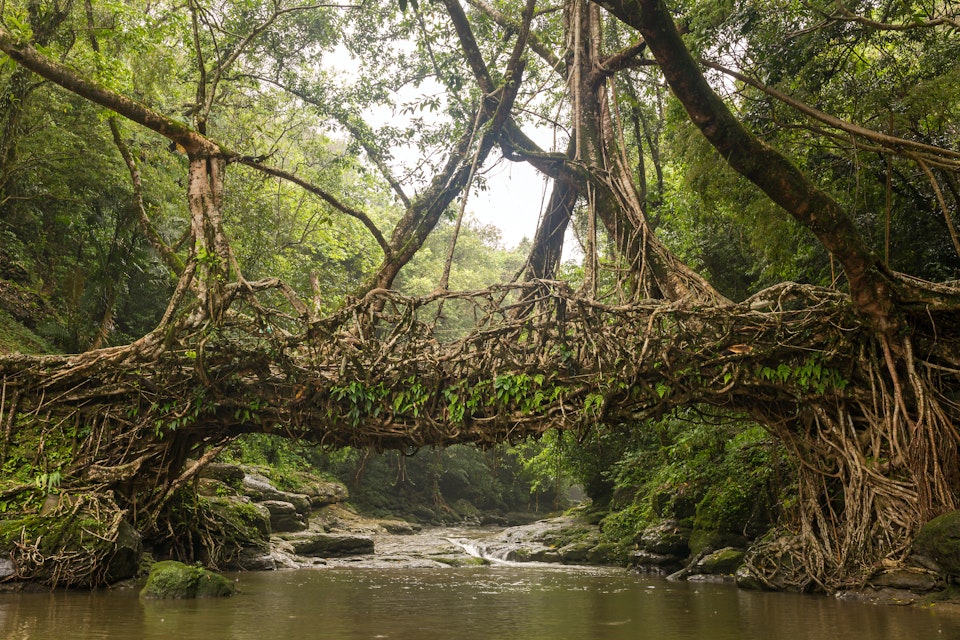 Living roots bridge near Riwai village. This bridge is formed by training tree roots over years to knit together.