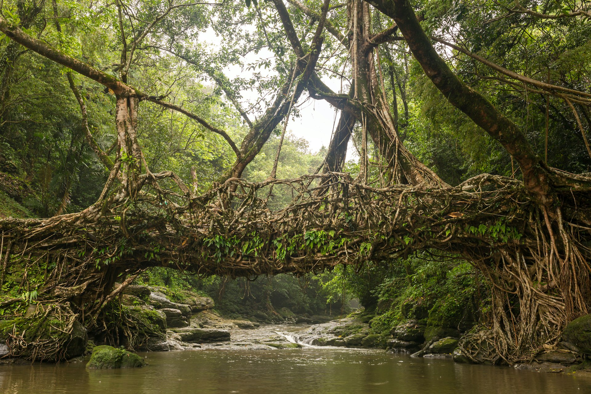 Living root bridge in Meghalaya