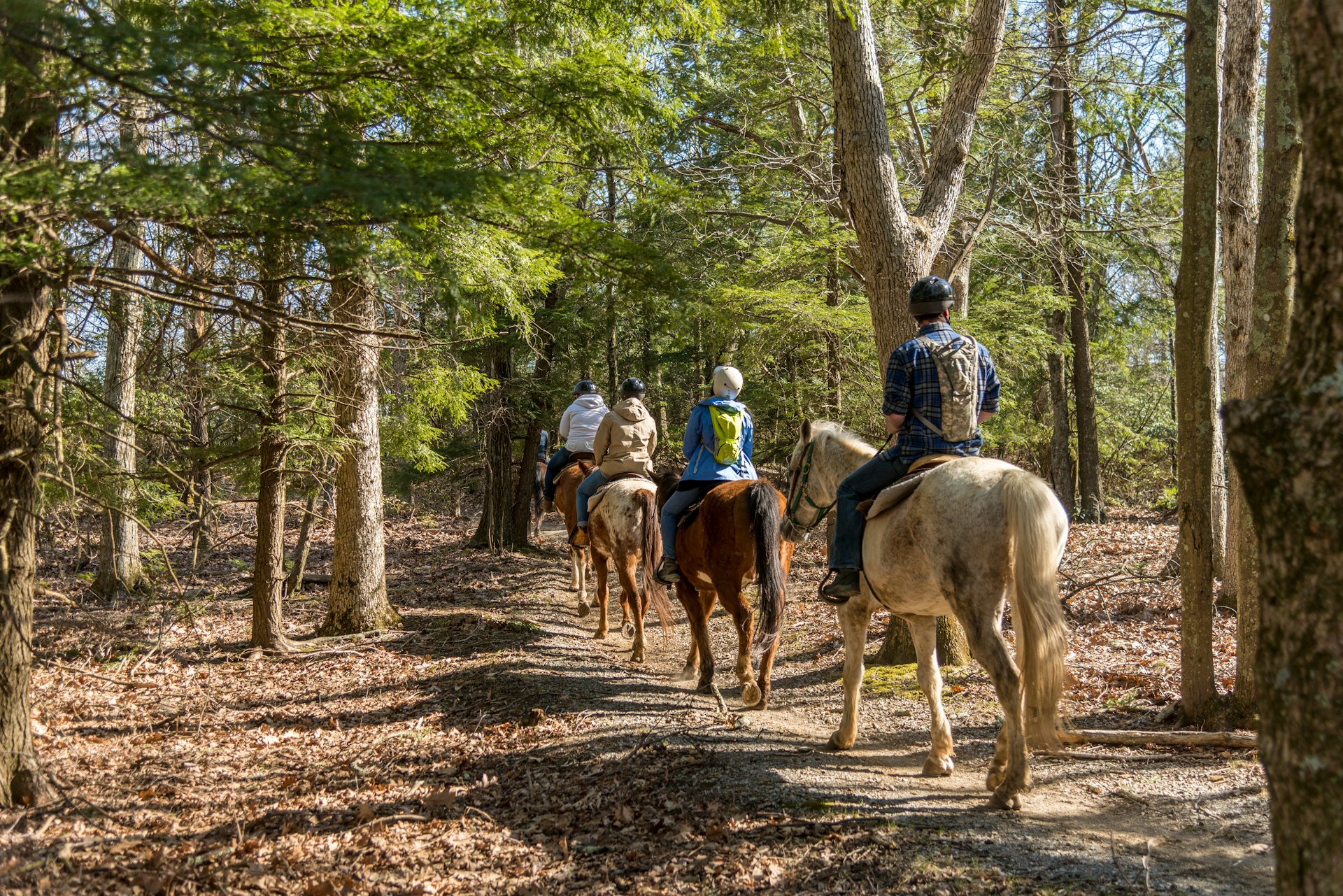 A group of people riding horses on a trail through the woods near Skyline Drive, Virginia