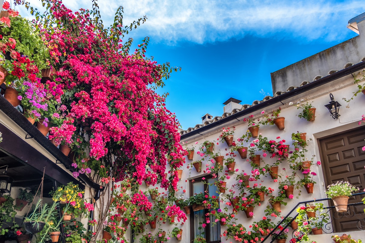 Europe's most incredible flower displays for 2022 - Lonely Planet