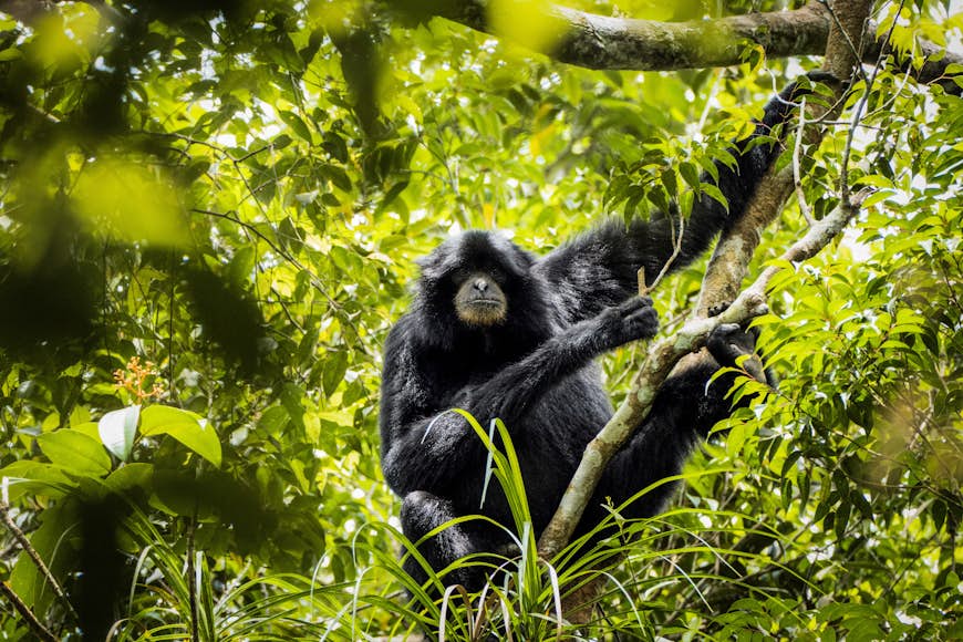 A rare black gibbon sitting in the treetops of the jungle in Gunung Leuser National Park