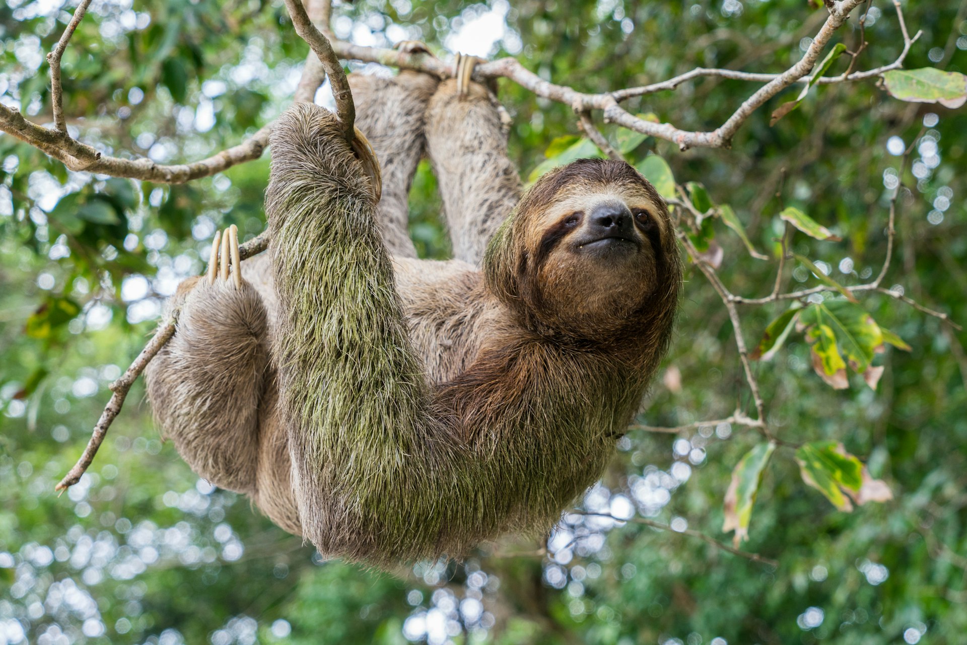 A three-toed sloth hanging from a tree in Costa Rica