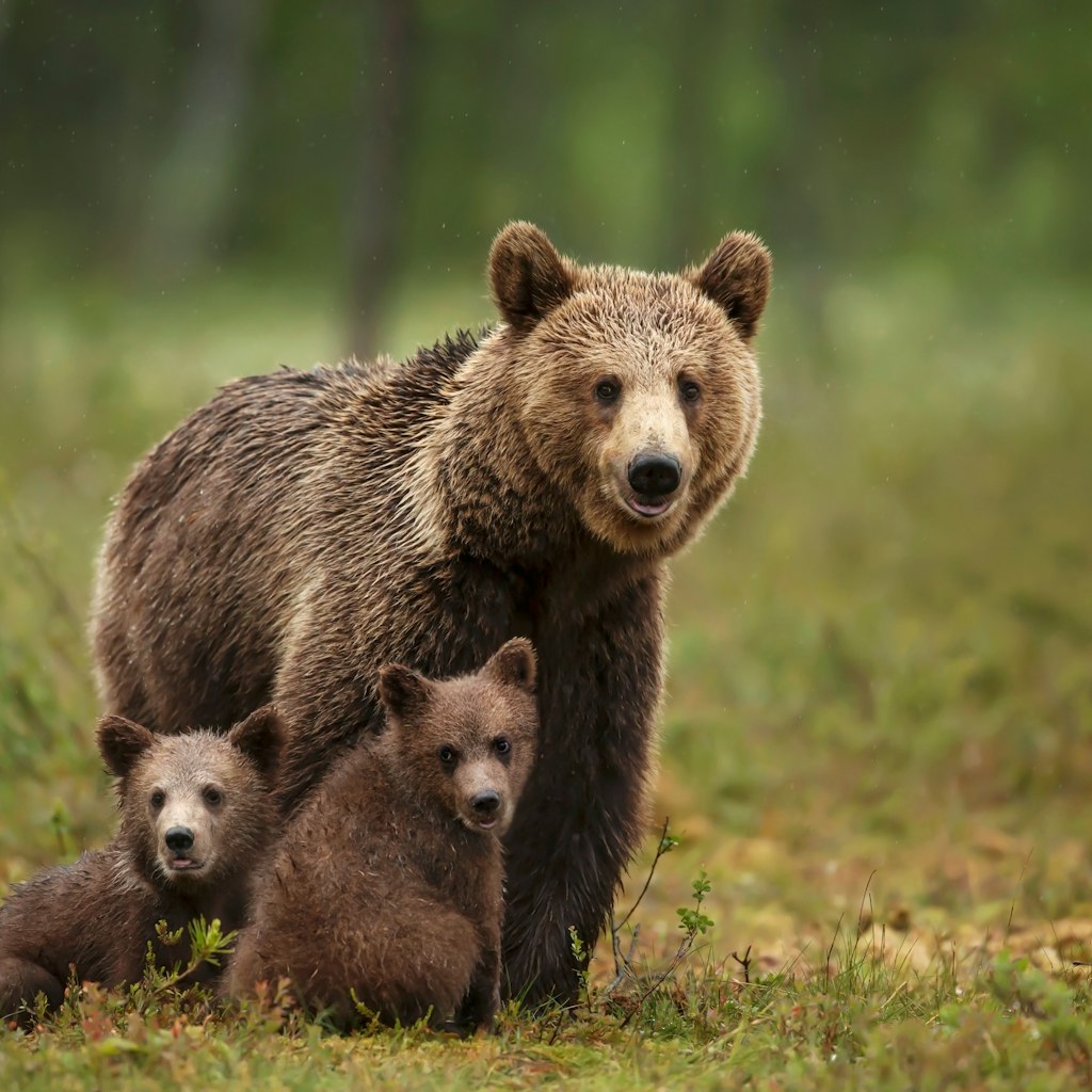 Close-up of a female Eurasian brown bear (Ursos arctos) and her cubs at a boreal forest in Finland.