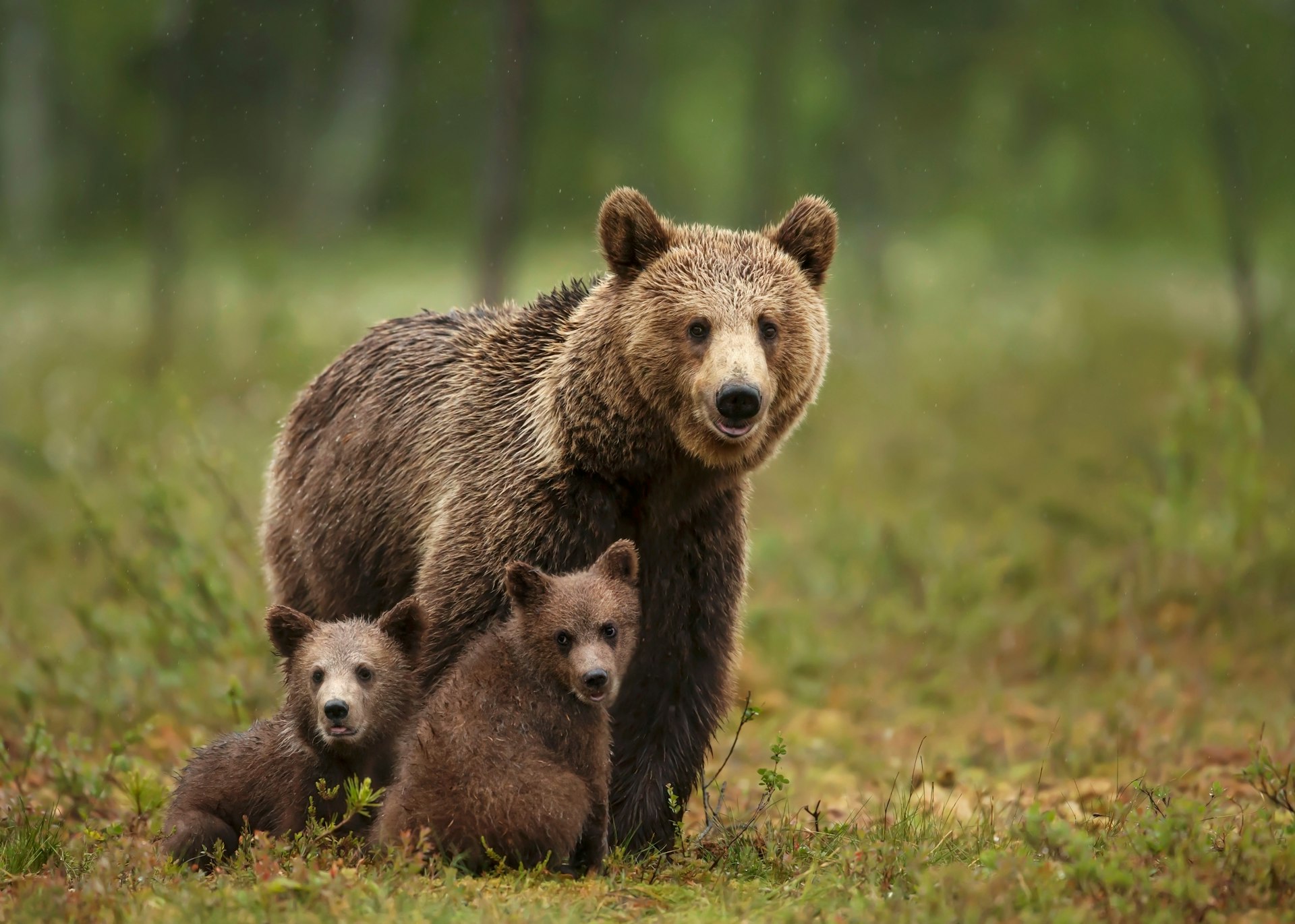 Close-up of a brown bear and her cubs in a forest