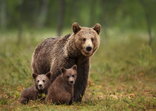 Close-up of a brown bear and her cubs in a forest