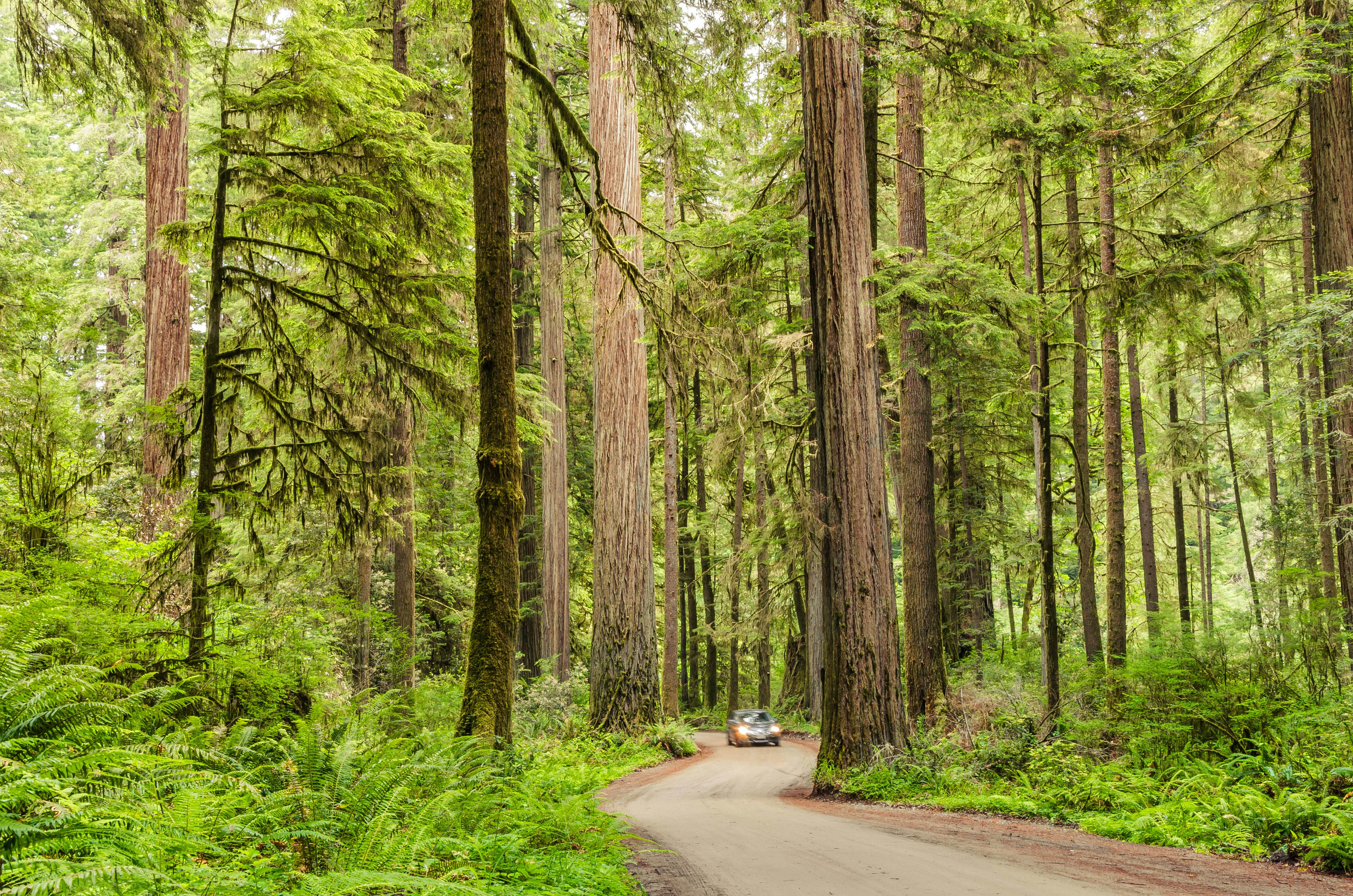 12 Best National Parks in California For Stunning Nature and Minimal Crowds