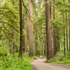 Scenic Road Through a Redwood Forest with a Motion-blurred Car