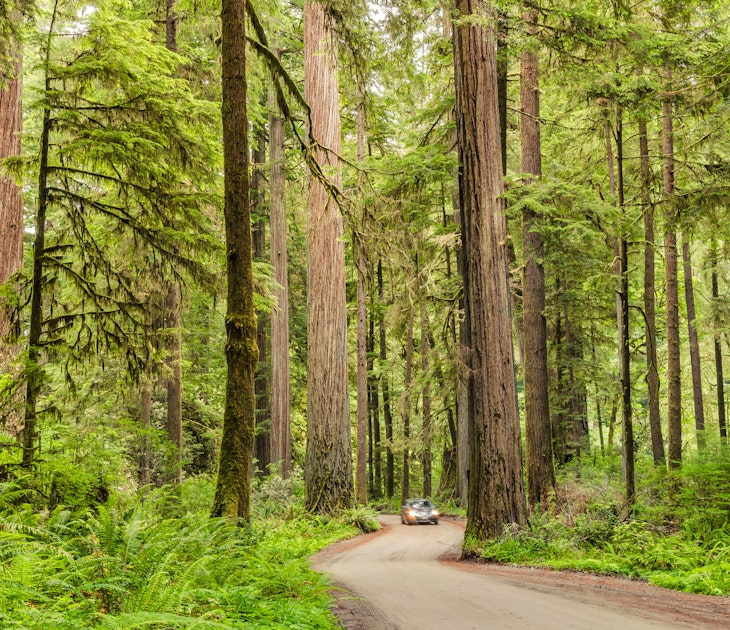 Scenic Road Through a Redwood Forest with a Motion-blurred Car