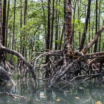 The massive prop roots of a mangrove forest in the Mergui Archipelago, Myanmar, hold the trees steady in soft mud.