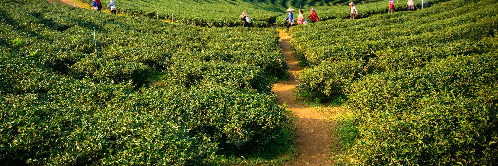 Tea plantation workers walk through a plantation.