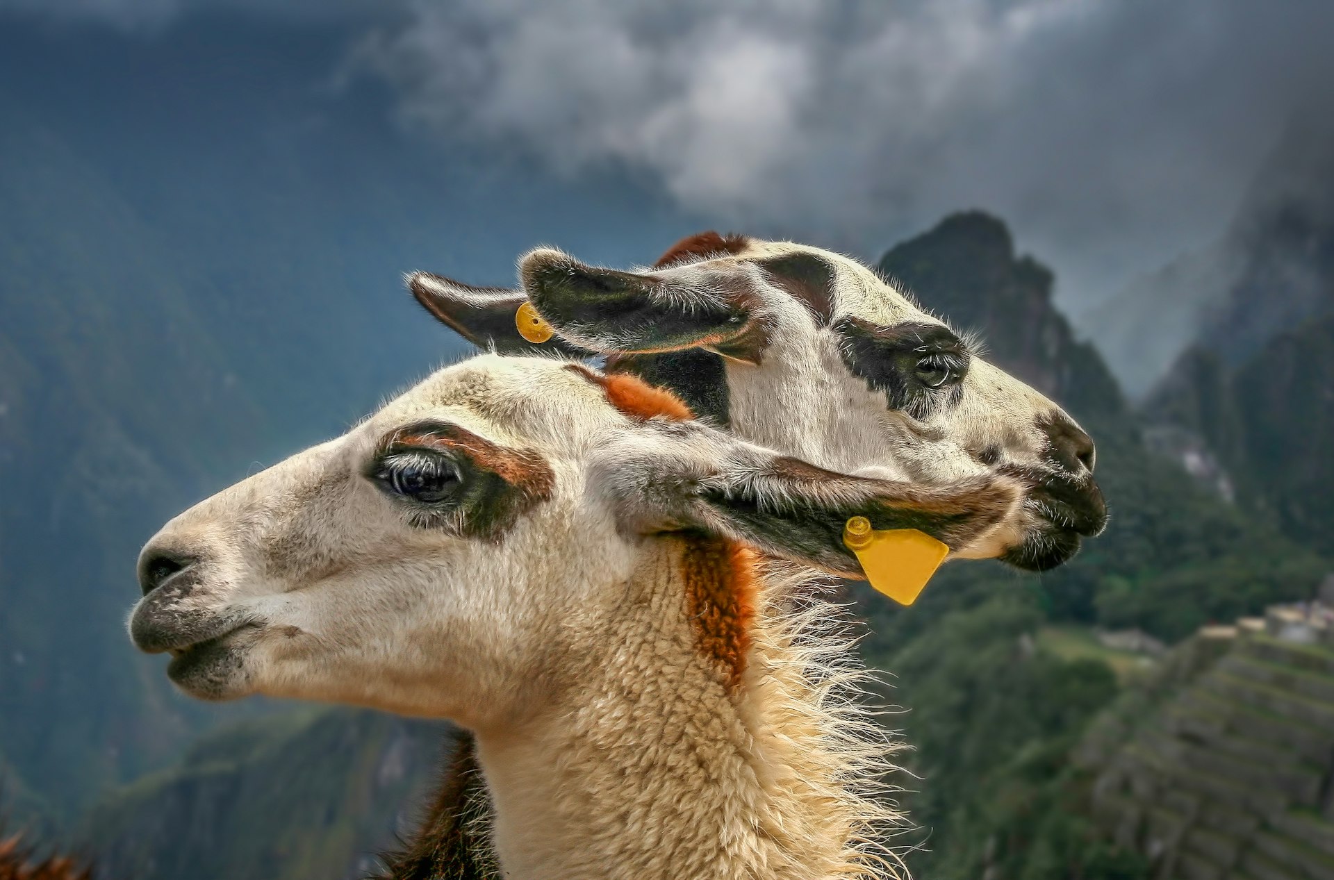 The heads of two llamas in front of ancient Inca city of Machu Picchu. 