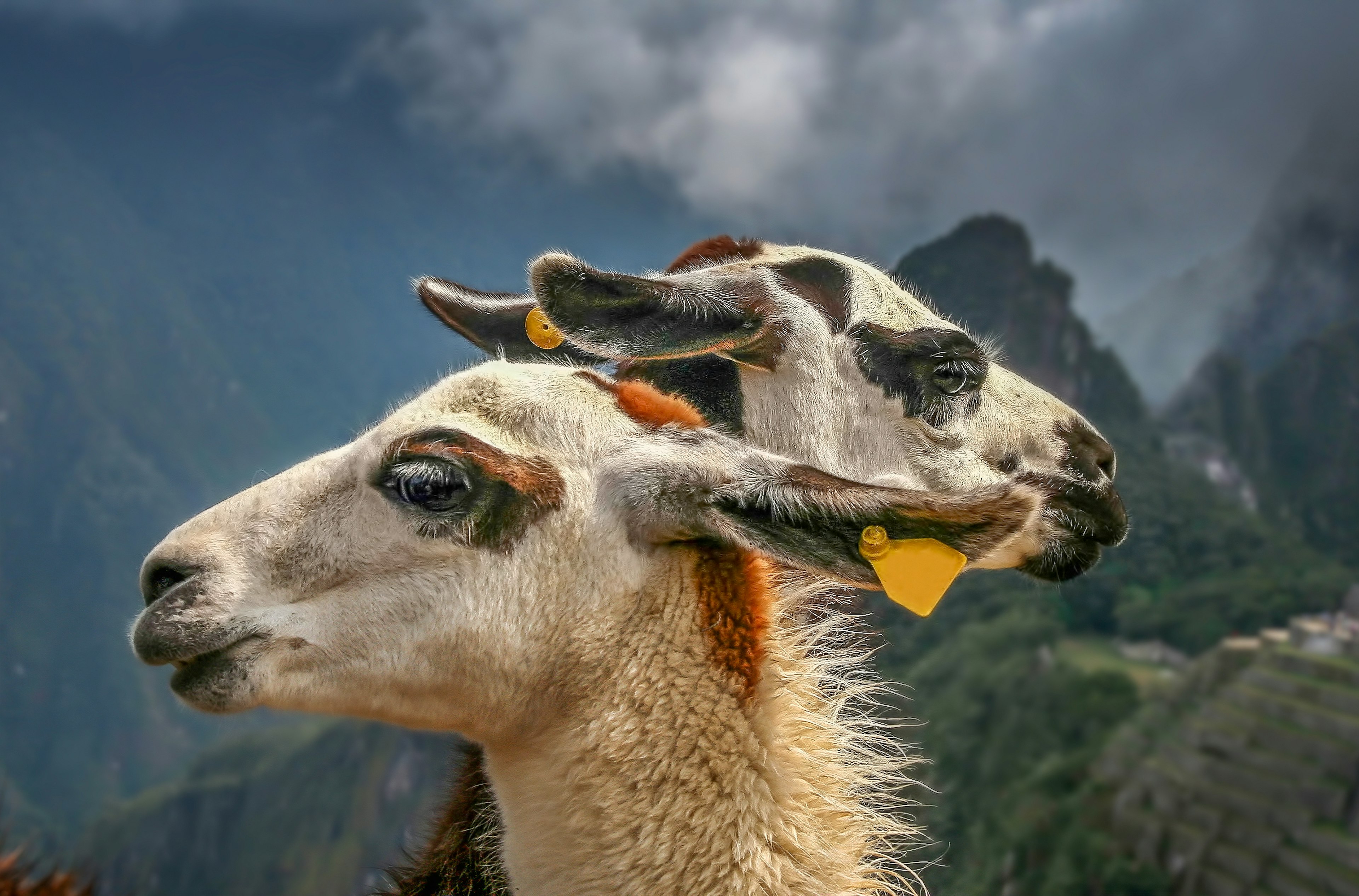 The heads of two llamas in front of ancient Inca city of Machu Picchu.